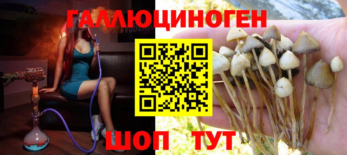 Псилоцибиновые грибы Cubensis Кизляр