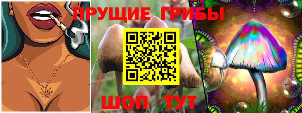 Кизляр  Псилоцибиновые грибы Psilocybe  Вход с VPN 